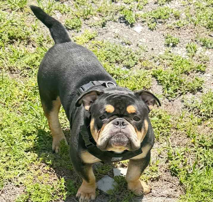 Photo of Tank