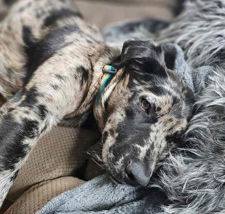 Photo of Huckleberry (Huck)