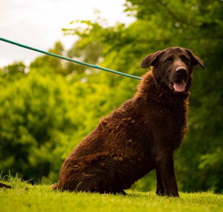 Photo of Bruno