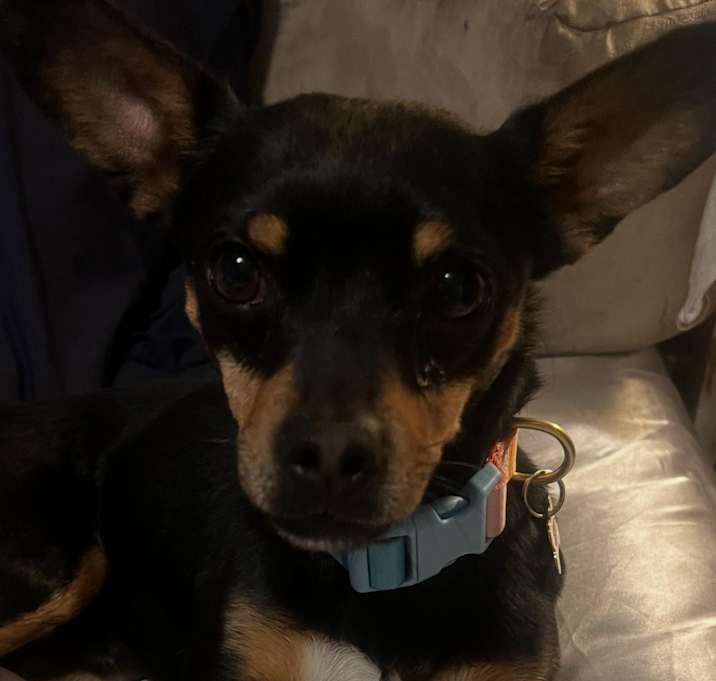 Photo of FIDEO