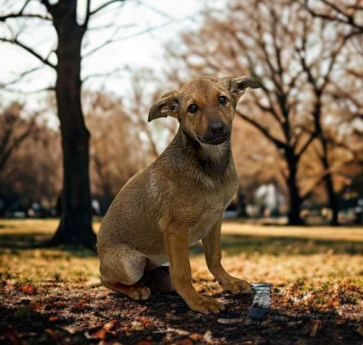 Photo of Kona