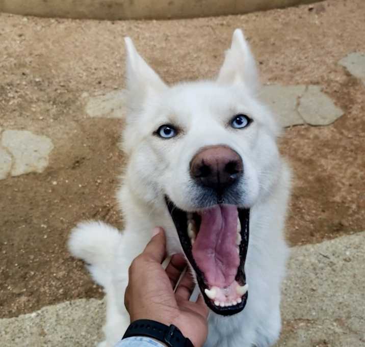 Photo of Koa