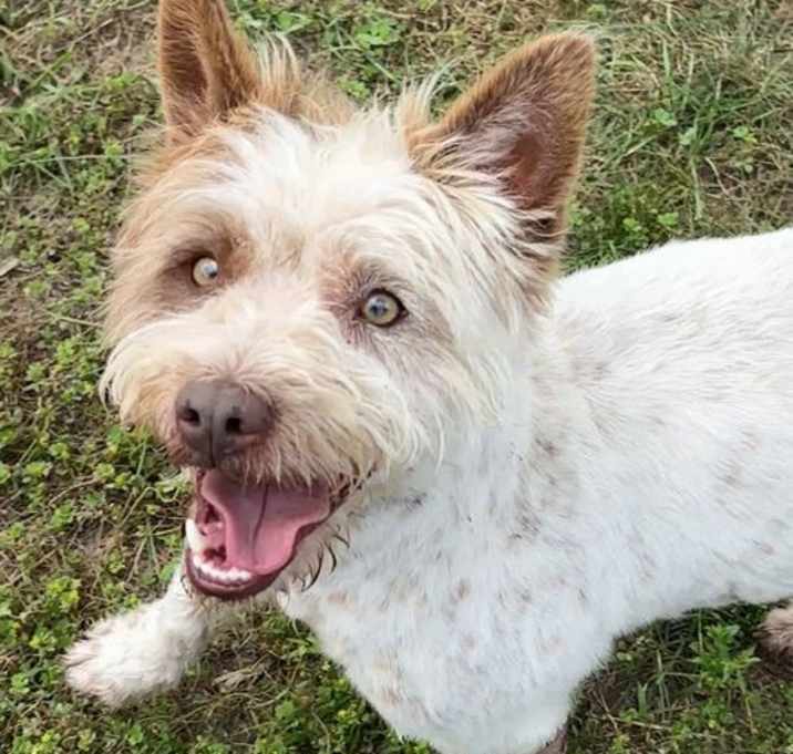 Photo of Scrappy