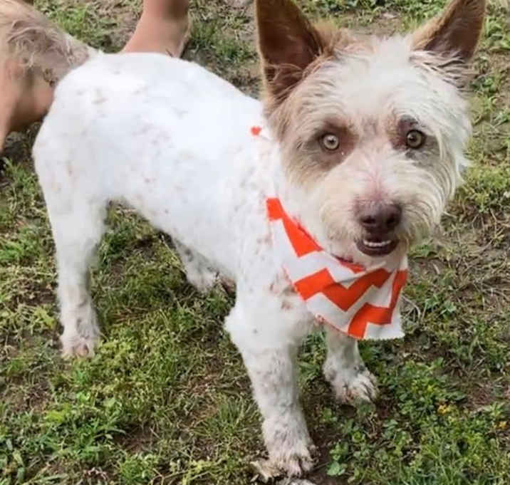 Photo of Scrappy