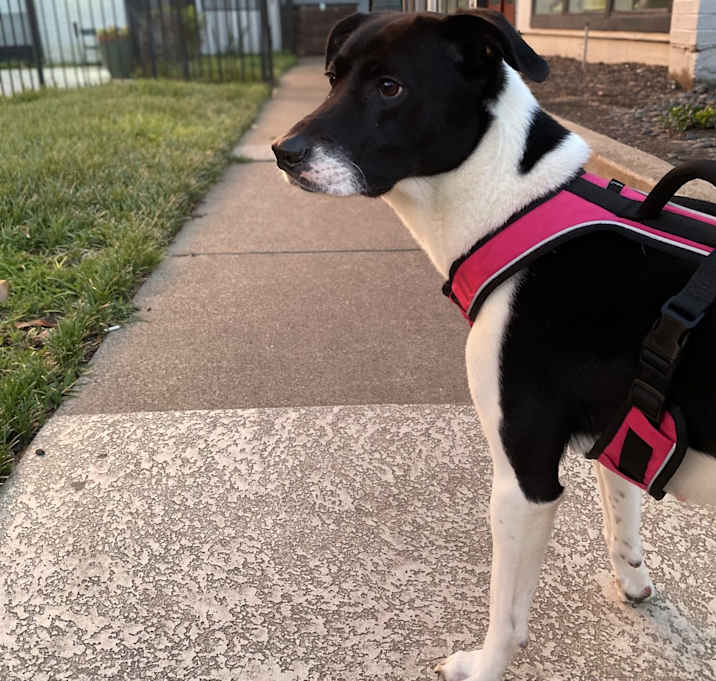 Photo of Daisy