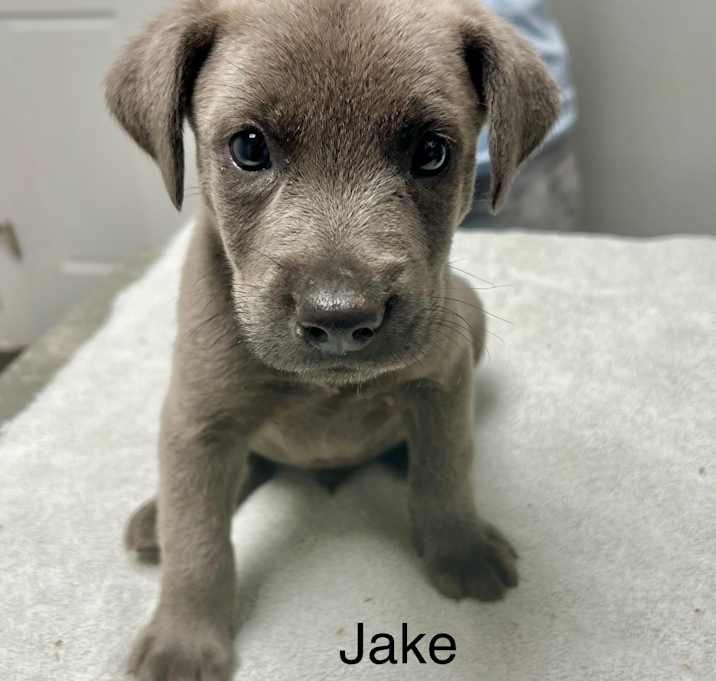 Photo of Jake