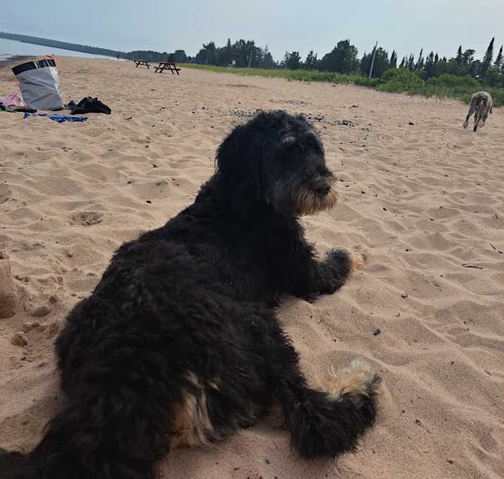 Photo of Penny