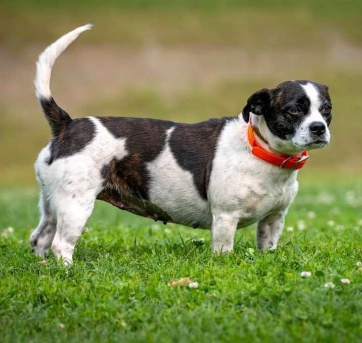 Photo of MIss Pups