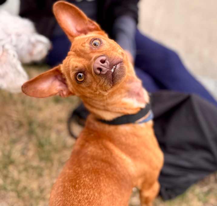 Photo of Sancho C000-212- Chino Hills Location