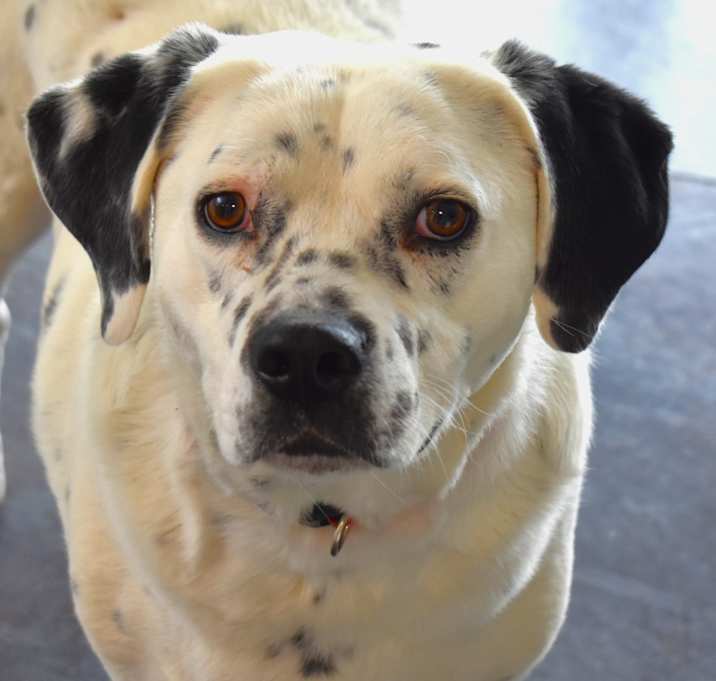Photo of Poncho