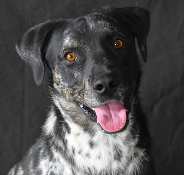 Photo of Manchas (Gator)