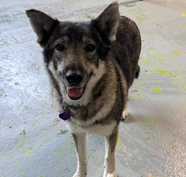 Photo of Timber