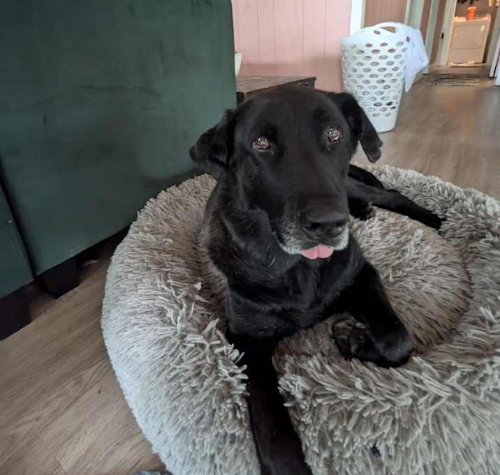 Photo of Niko