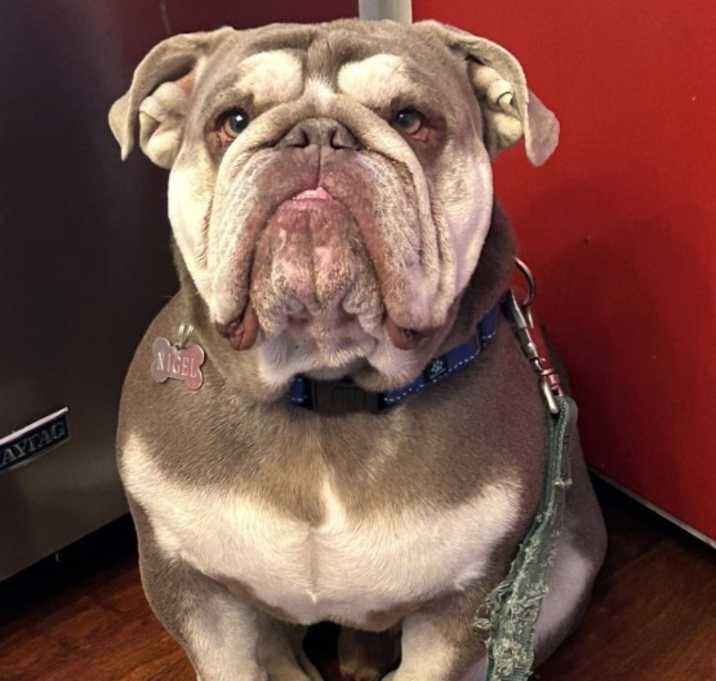 Photo of Nigel
