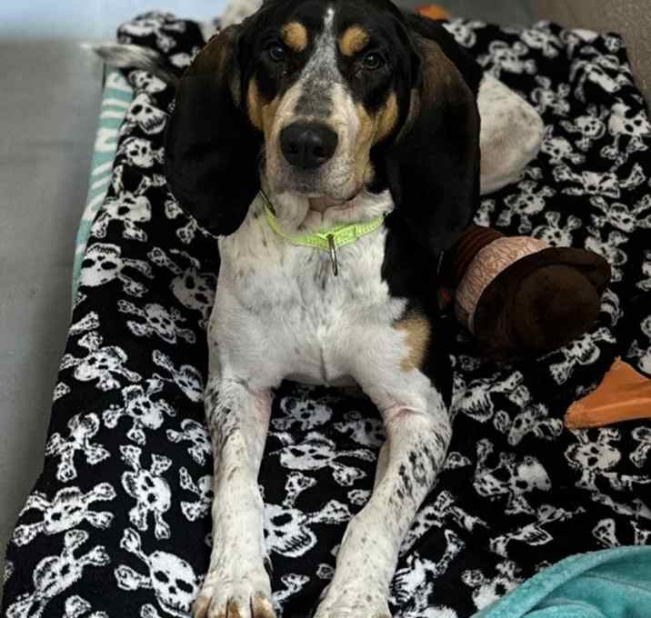 Photo of Gracie Lou (mcas)