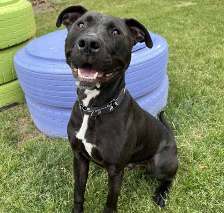 Photo of Arlo