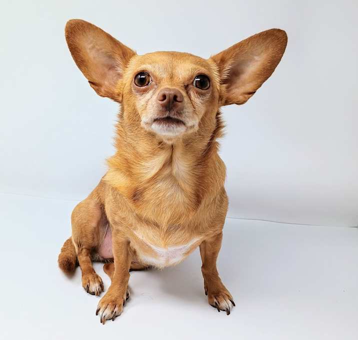 Photo of Bella