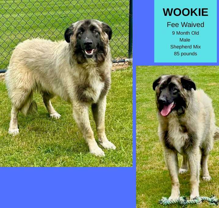 Photo of Wookie