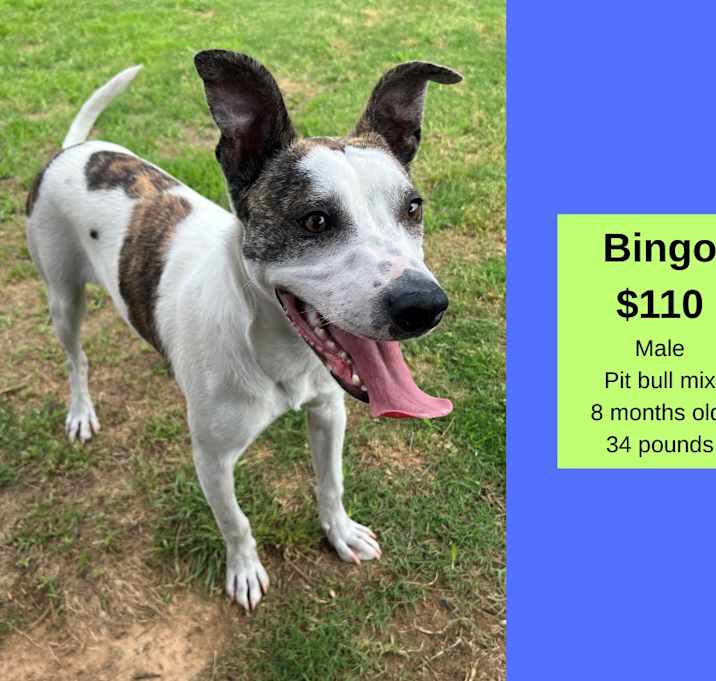 Photo of Bingo