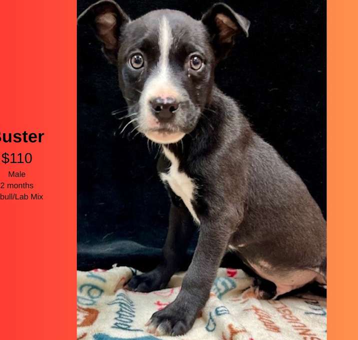 Photo of Buster