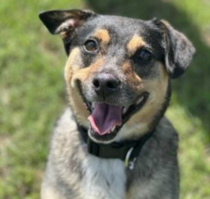 Photo of Ace