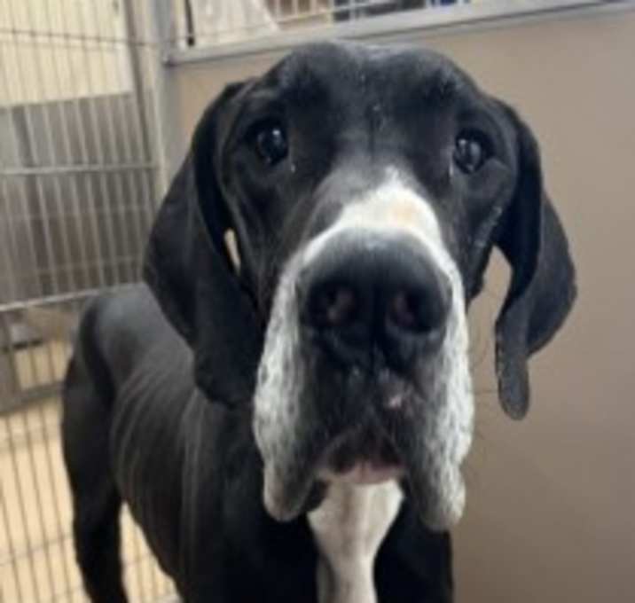 Photo of Diesel