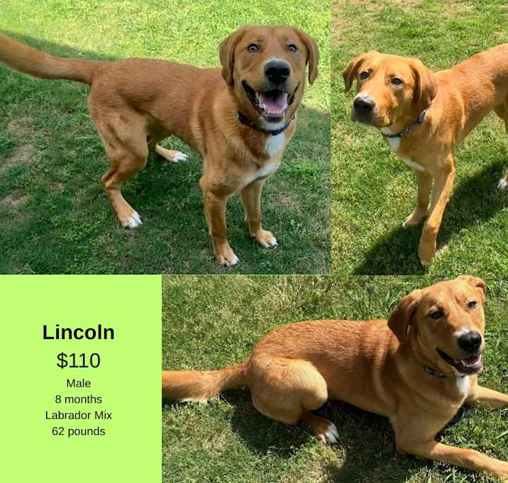 Photo of Lincoln