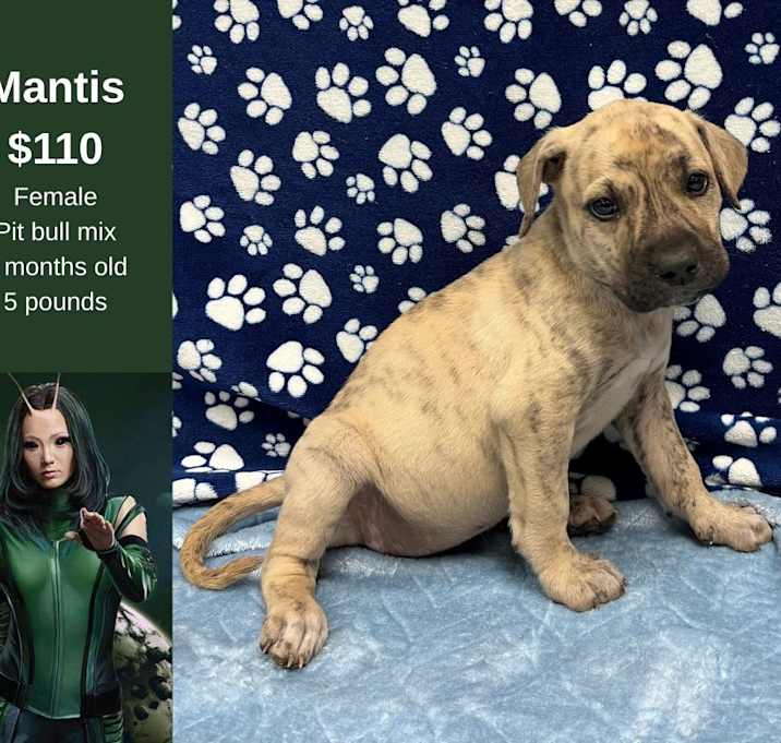 Photo of Mantis
