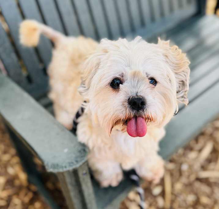 Photo of Chewy