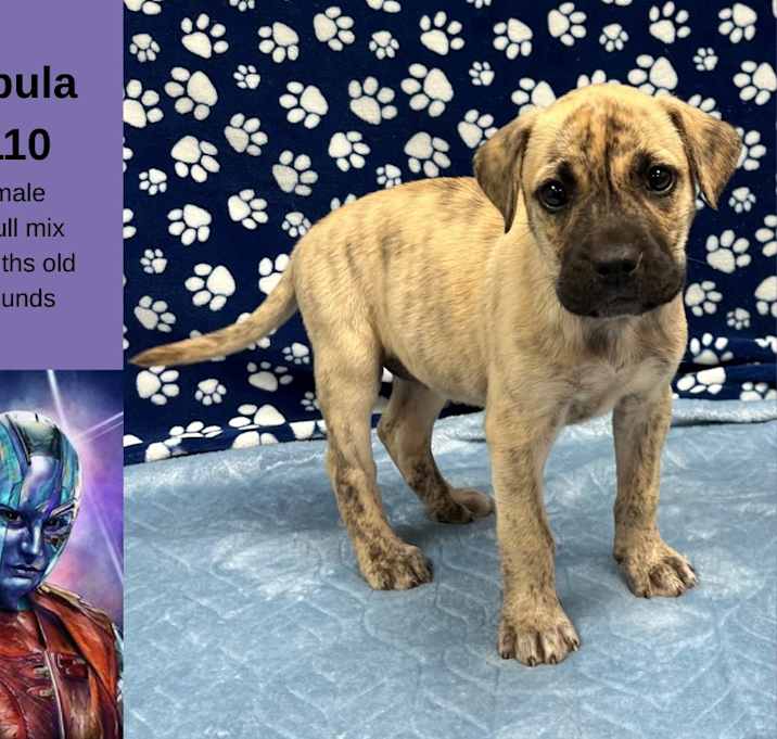Photo of Nebula