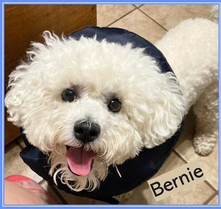 Photo of Pending!! Bernie - C.TX
