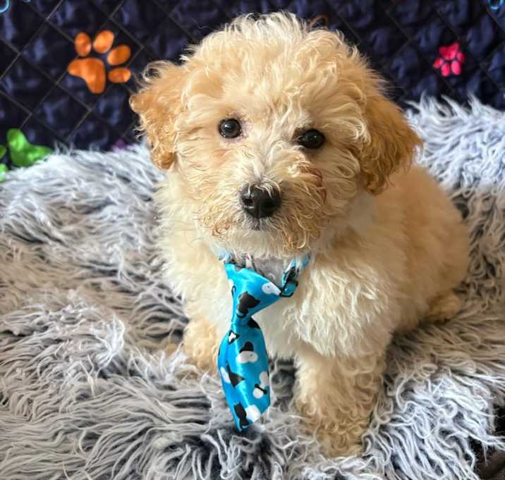 Photo of Fonzie