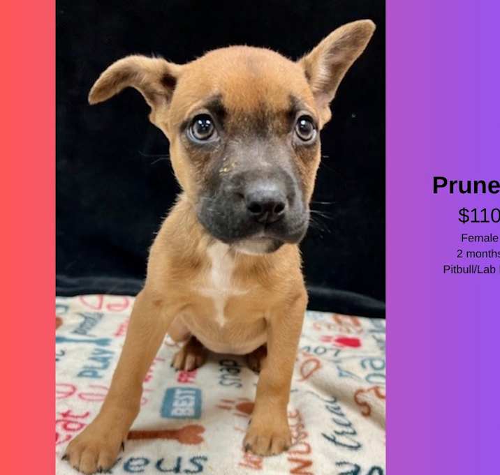 Photo of Prunella