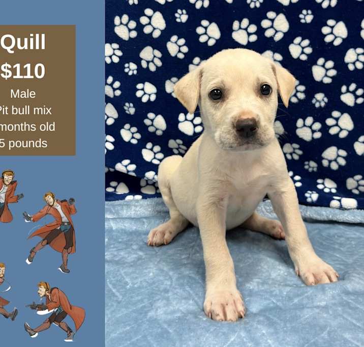 Photo of Quill