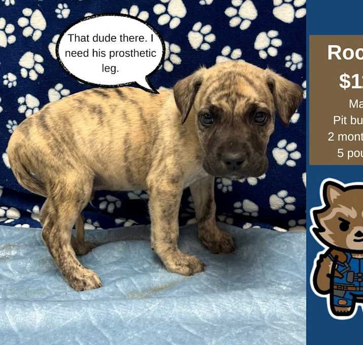 Photo of Rocket