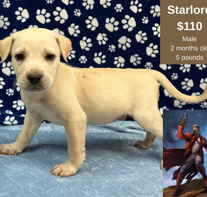 Photo of Starlord