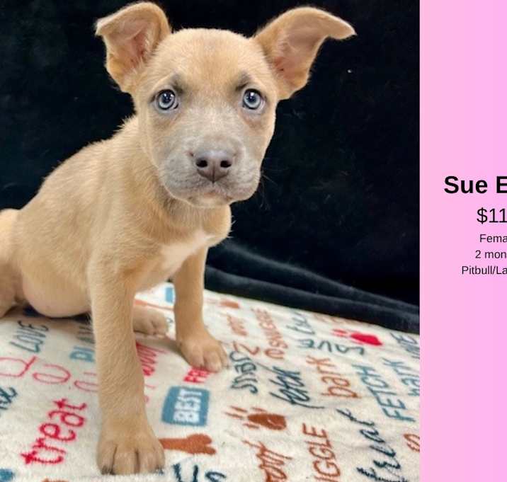 Photo of Sue Ellen