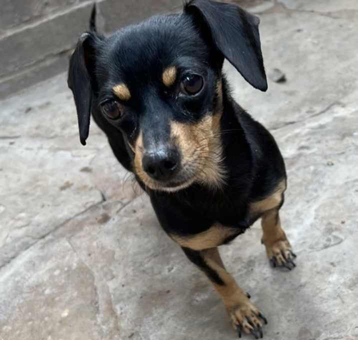 Photo of Darcy