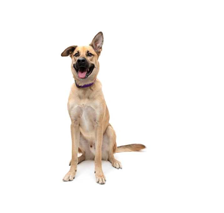 Photo of Jax