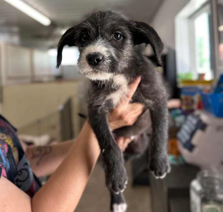 Photo of Trix