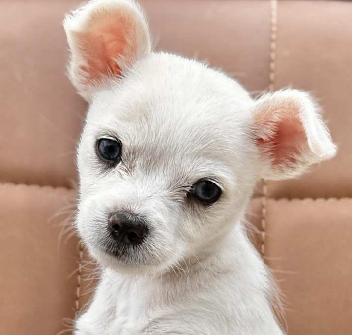 Photo of Leia
