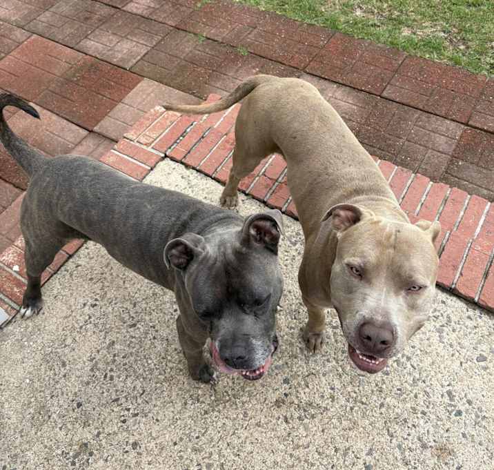 Photo of Jax & Zeus