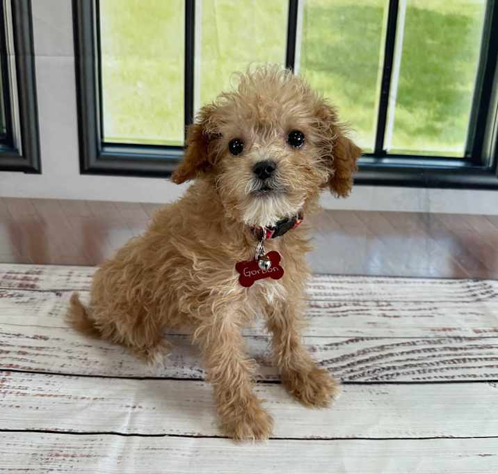 Photo of Gordon