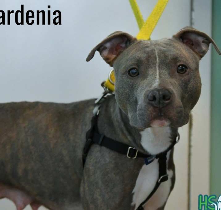 Photo of Gardenia