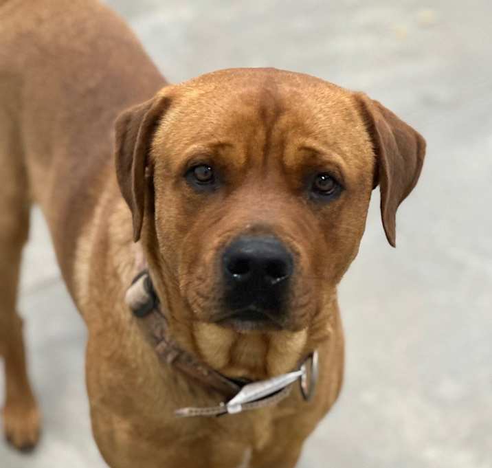 Photo of Bo