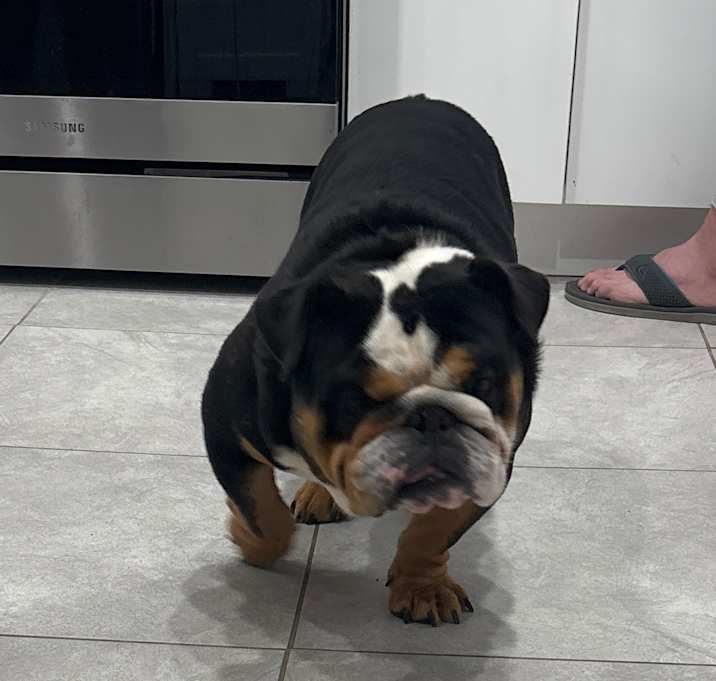 Photo of Reese