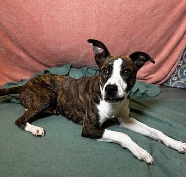 Photo of Rocket
