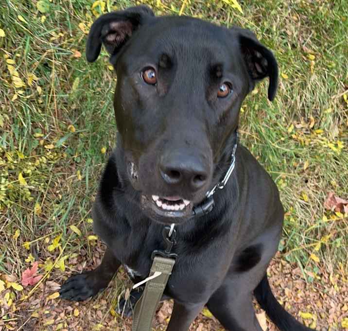 Photo of Archie