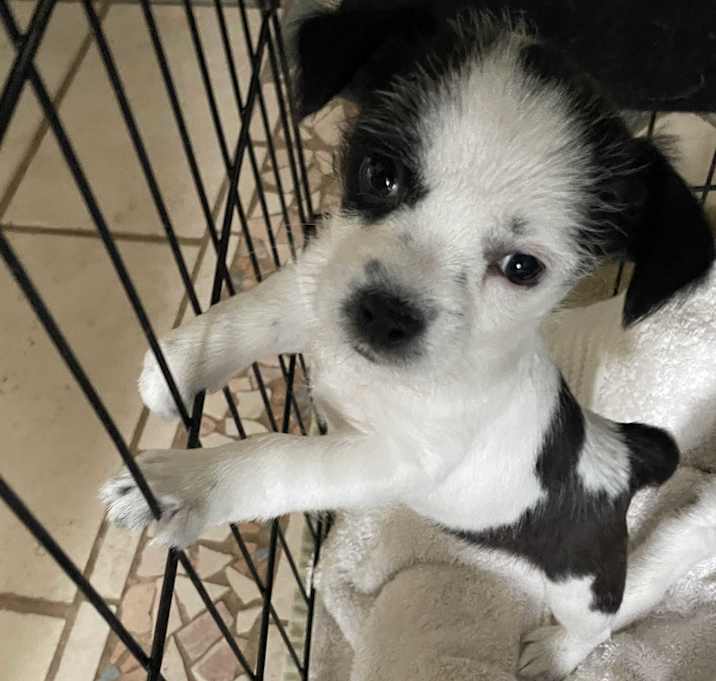 Photo of Stella