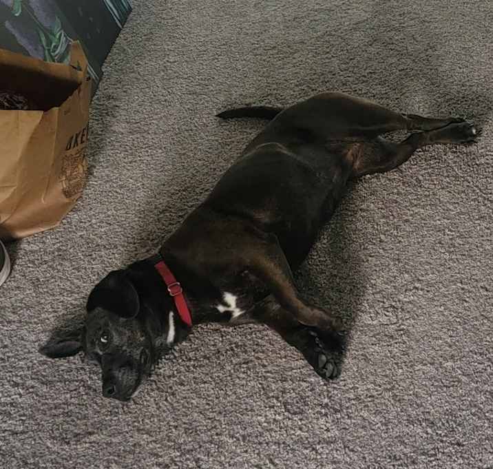 Photo of Trixie